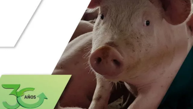 Provimi dice presente en Rosario para el X congreso Gitep (se esperan más de 600 personas)