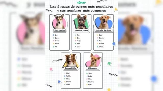 Coco, el nombre de perro preferido por los gallegos en 2023 (lo revela Rover.com, junto al top 10 de nombres más populares)