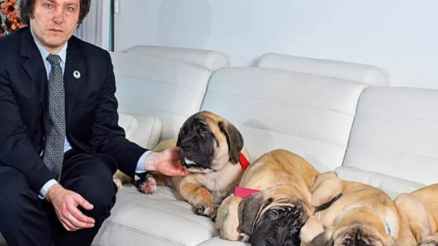 ¿Conan de verdad era cordobés? Habla Jorge Irós, criador de Mastiff (moles que llegan a los 110Kg pero son adorables)