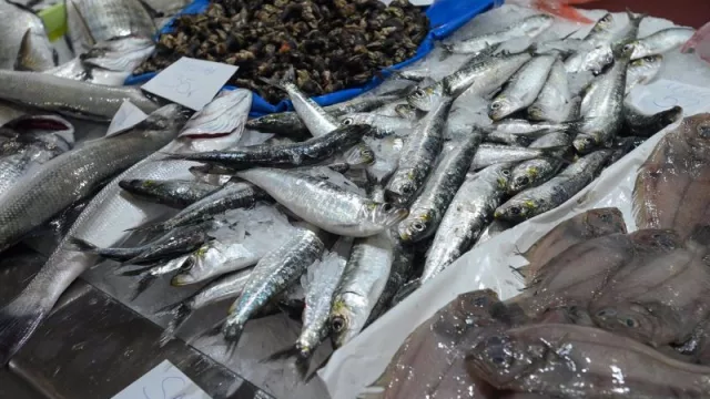 Galicia pide cuotas adicionales (de aquí a finales de año) de sardina, abadejo y alfonsino