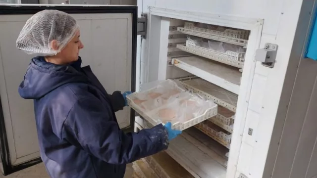 ¡Pacú con onda! Rosamonte apuesta al sabor con innovación (llega el pacú versión nuggets)