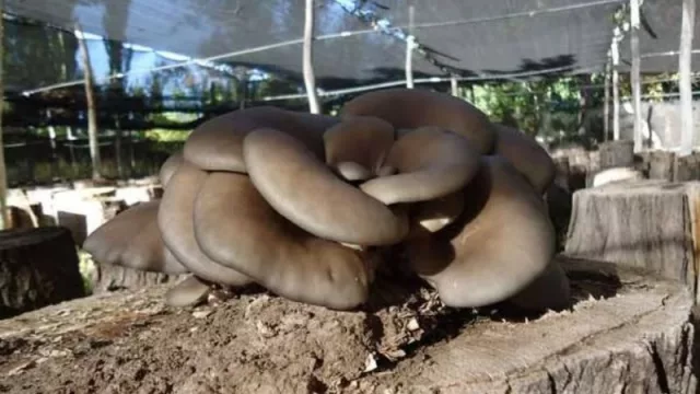 La “carne del futuro” se cultiva en San Rafael: la gírgola gana terreno como alternativa productiva