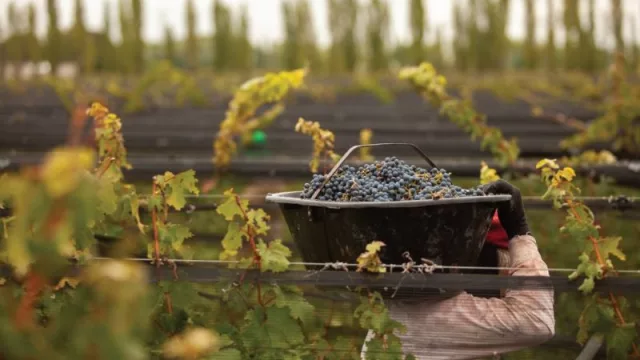 Una copa, un compromiso: Bodega Argento celebra el mes del Comercio Justo
