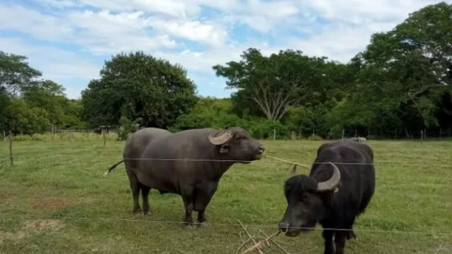 La ganadería bubalina gana terreno en el NEA y proyecta su crecimiento en Argentina