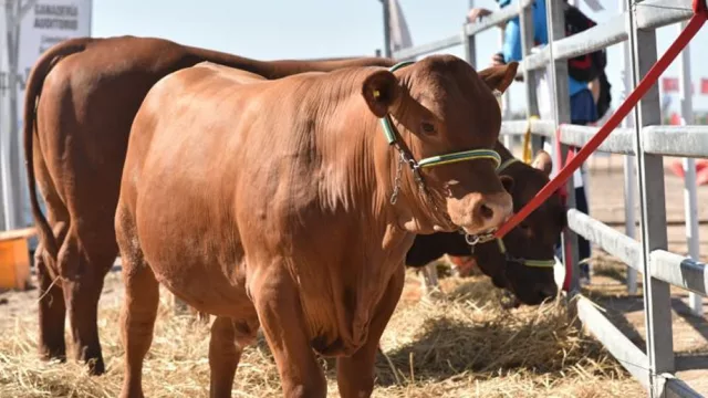 La Bolsa presentó en Expoagro instrumentos de financiamiento para la cadena ganadera
