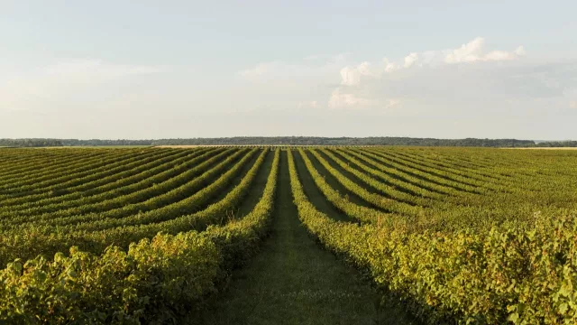 Rosario será sede del “Mundial de la Soja” en 2027