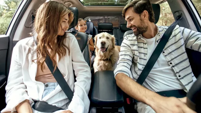 A propósito del Día del Animal: 60% de los argentinos eligen hoteles "pet friendly"