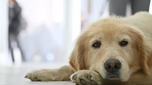 Toda la atención y todos los mimos, en su día (el Hospital Animal ya atendió más de 1.100 perros y gatos)