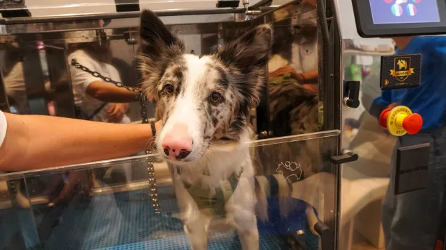 Ni peluqueros ni turnos, Lavakan trae el "lavado automático" para perros y pone la mira en Rosario para su expansión