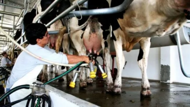 Tambo: la baja del precio de la leche presiona los costos (alzas en alimento balanceado, maíz, pasturas y sueldos)