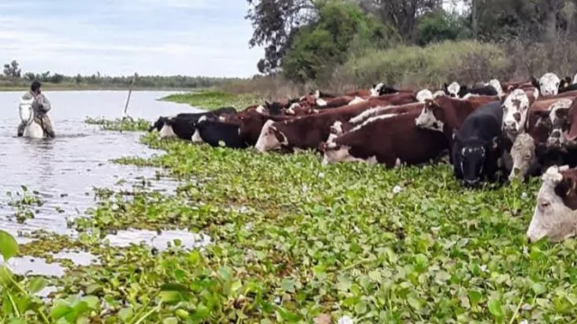 Las vaquitas a tierra firme (por El Niño, ya evacuaron 70% de la hacienda de las islas)